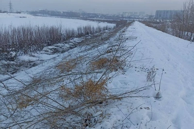 В Чите на дамбах удаляют кустарники