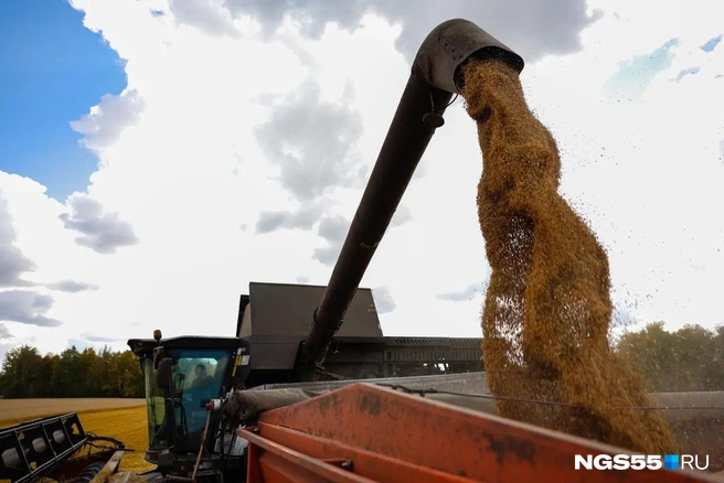 Дешевое зерно не означает низкую стоимость хлеба | Источник: Евгений Софийчук / NGS55.RU