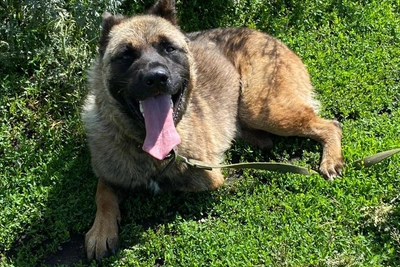 Акита из Башкирии научилась жить без двух лап