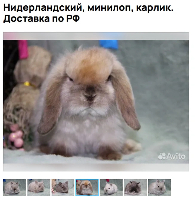 Я вас заранее не люблю | Источник: Avito.ru