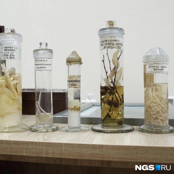 В коллекции есть также рыбы и беспозвоночные | Источник: Андрей Бортко / NGS.RU