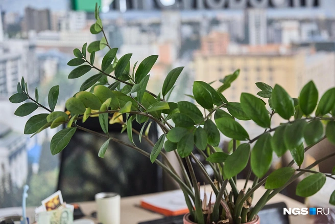 Желтые листья нужно обрезать и не допускать перелива растения | Источник: Александр Ощепков / NGS.RU