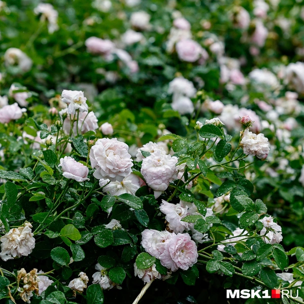 Источник: Юлия Морозова / MSK1.RU