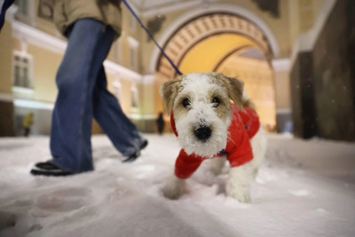 Снег в Петербурге: улицы замело, но гуляющие не сдаются