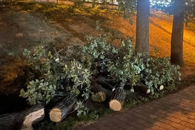 В парке «Черное озеро» в Казани спилили деревья