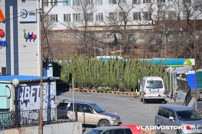 Источник: Елена Буйвол / VLADIVOSTOK1.RU