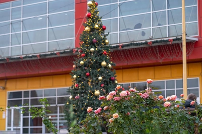 Метеоролог предсказывает теплый и бесснежный декабрь в Ростове