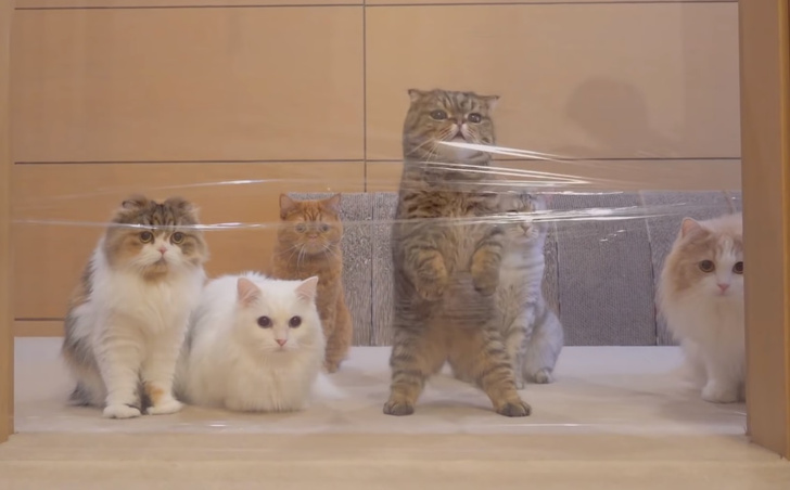 Коты не могут пройти сквозь дверной проем, перетянутый прозрачной пленкой (видео)