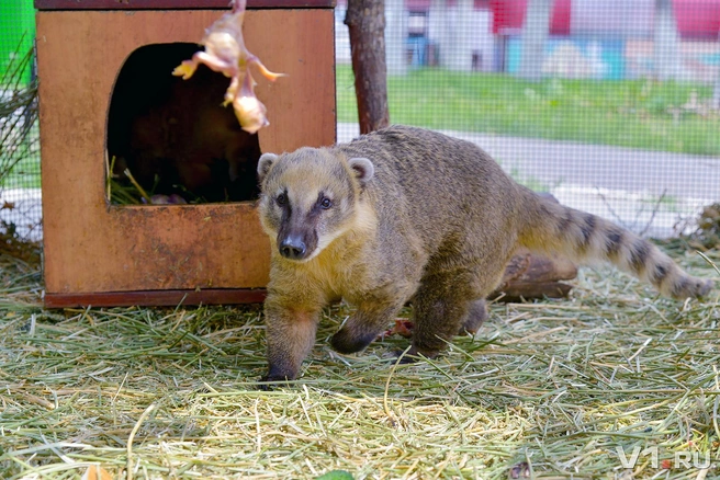 Носуха
