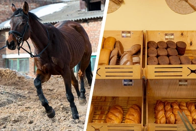 Ловля собак и кормление коней: необычные вакансии в Архангельской области