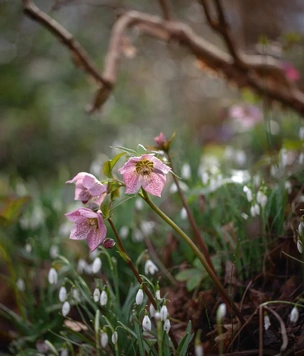 Красота в суровых условиях: сад с первоцветами в Уэльсе