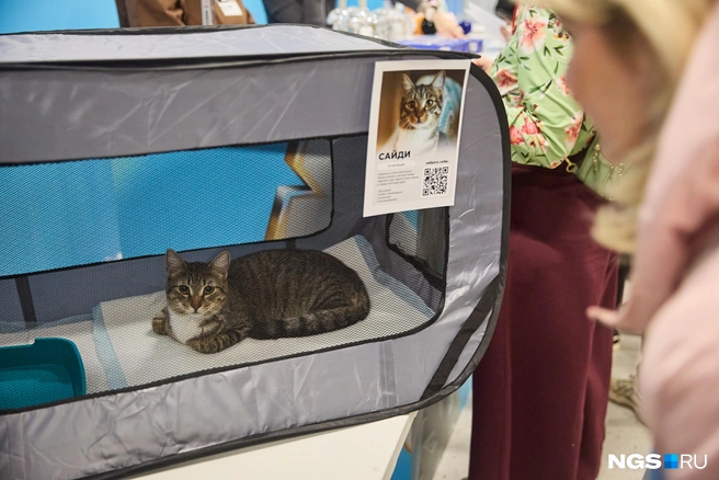 Волонтеры также продают уникальный мерч | Источник: Александр Ощепков / NGS.RU