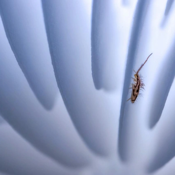 Финалист в номинации «Другие животные» | Источник: Susanne Großnick / GDT Nature Photographer of the Year 2025