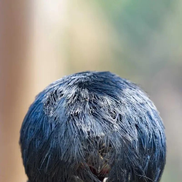 Источник: Nikon Comedy Wildlife Awards