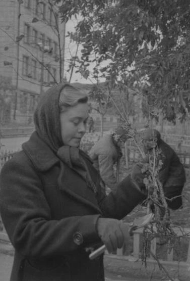 А вот на той же Чапаевской высаживают кустарники. На переднем плане&nbsp;— садовник треста А.&nbsp;М.&nbsp;Ефимова обновляет корневую систему, 1951 год | Источник: фотофонд Самарского областного государственного архива социально-политической истории