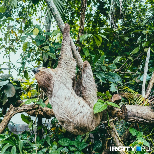 Источник: Алина Ринчино / «ИрСити»