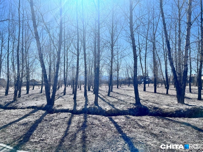 Источник: Александр Хамраев / CHITA.RU
