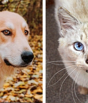 Котопёс недели: кот Пломбир и пёс Имбирь
