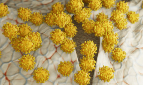 Ученые вычислили фермент, без которого новый коронавирус не способен размножаться