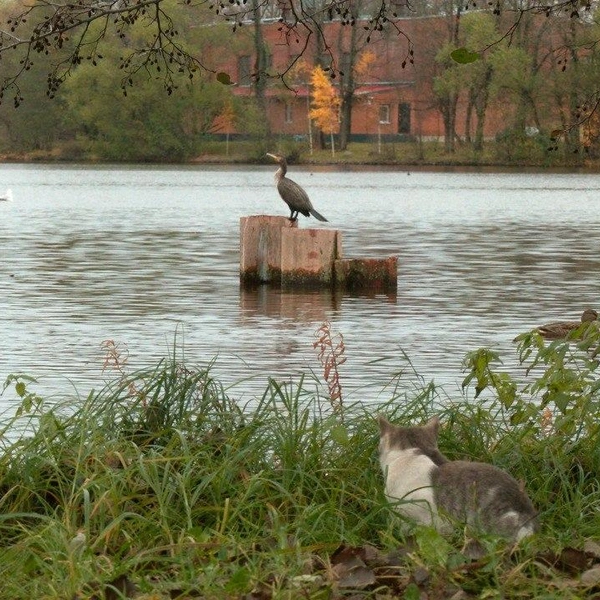 Источник:  Павел Глазков / «Каждой твари по паре»