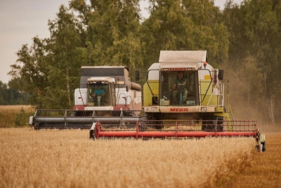 Донские фермеры сокращают посевы пшеницы из-за низкой рентабельности