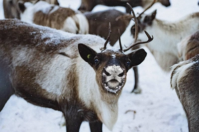 Yugra to Crown Best Reindeer Herders in Festival Competitions