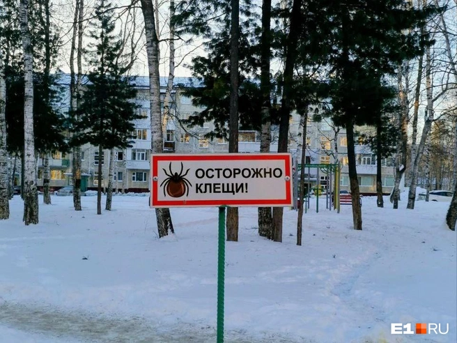 Клещи в зимой в Нижневартовске, конечно, не кусают. Но встретить их летом вероятность намного выше, чем в Екатеринбурге | Источник: читатель E1.RU Иван