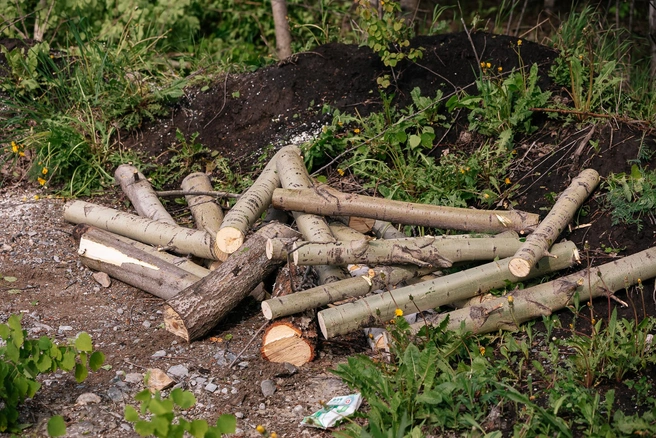 Деревья выпилят до конца ноября | Источник: Максим Серков