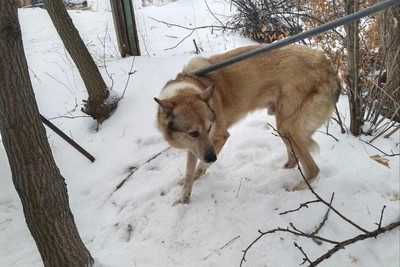 Собаку спасли из трехметрового колодца в Барнауле