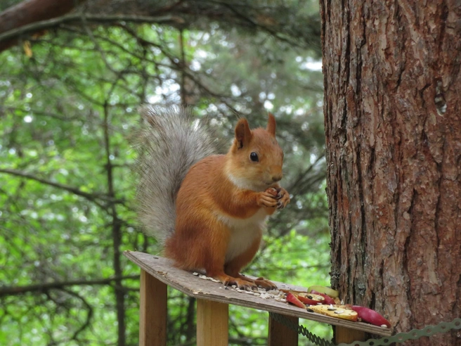 Источник: Светлана Звонарёва