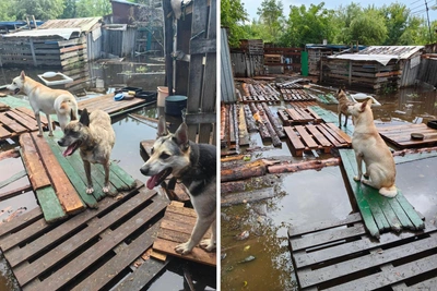 В Тюмени подтоплен приют для собак: нужна помощь