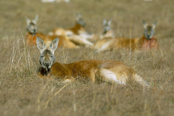 Австралийские пустынники: как живут гигантские рыжие кенгуру