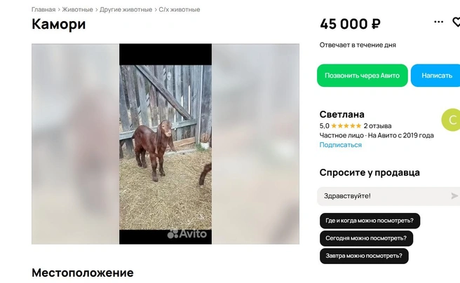 Тренд на коз | Источник: Авито