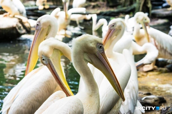 Зоопарк в Бангкоке меньше, чем в Паттайе | Источник: Алина Ринчино / «ИрСити»