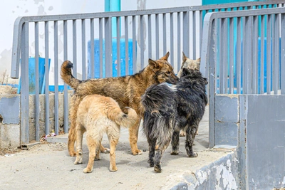 СК изучит ситуацию с бродячими собаками в Рязани после нападений