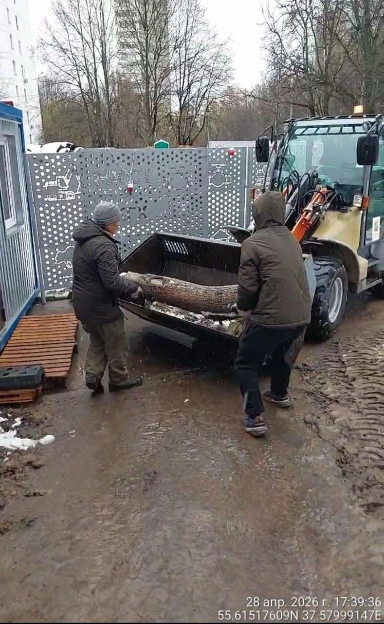 Судя по кадрам, срубленные деревья увезли | Источник: Защита Битцевского леса (ЗБЛ) / Telegram