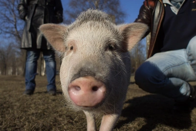 В Якутии сократилось поголовье скота и птицы