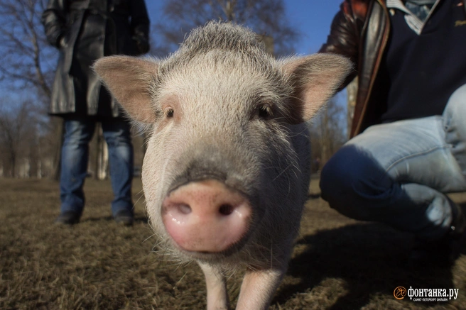 Лептоспироз свиней обнаружили в одном хозяйстве в Шилке | Источник: Михаил Огнев / FONTANKA.RU