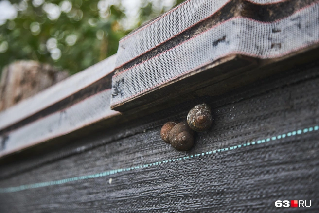 Если съесть 5–6 таких улиток, организм получит суточную норму белка | Источник: Роман Данилкин / 63.RU