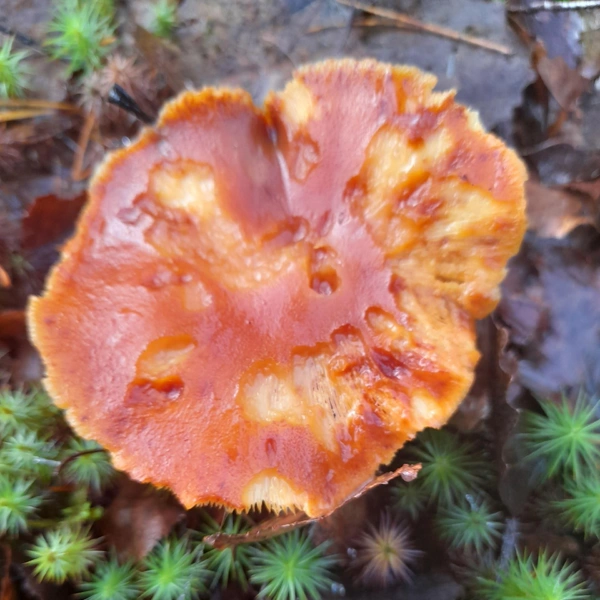 Грибники хвастаются своим «уловом» | Источник: «Грибы 2025» / Vk.com