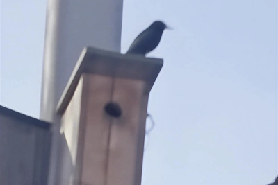 Грачи и коршуны прилетели в Новосибирск раньше срока