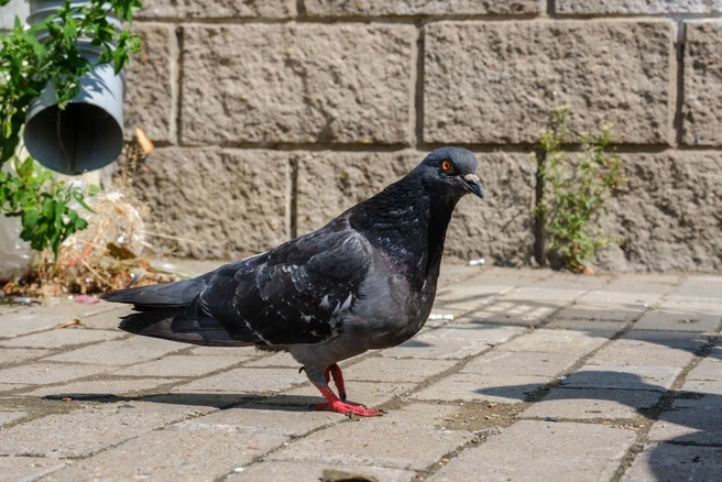 С птицей всё в порядке | 142.ru