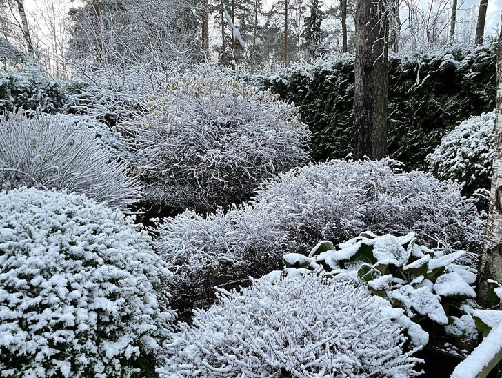 Вопросы читаталей: стряхивать или нет снег с растений в саду?