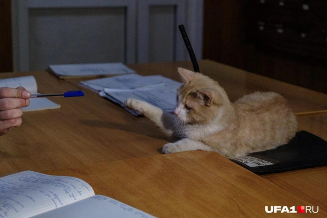 Я знаю ответ! Можно отвечу?! | Источник: Булат Салихов / UFA1.RU