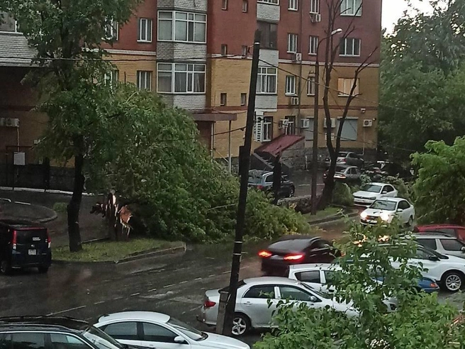 Жительница города сообщила, что дерево упало после удара молнии | Источник: Читатель 72.RU