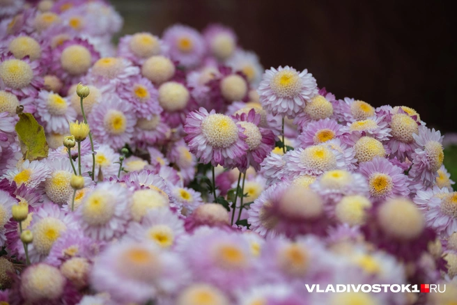 Источник: Елена Буйвол / VLADIVOSTOK1.RU