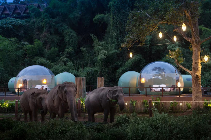 Отель-"пузырь" в джунглях Таиланда (фото 4)