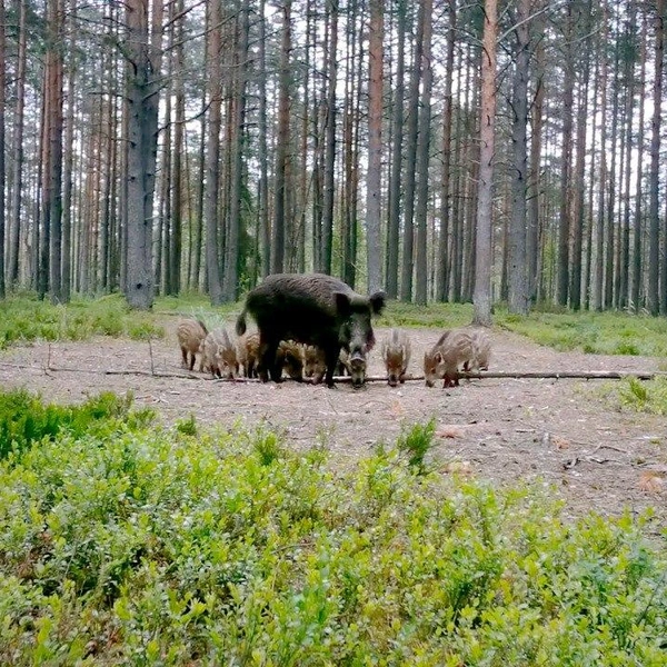 Источник: Павел Глазков / «Каждой твари по паре»