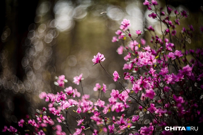 ООПТ хотят создать от микрорайона Северного до микрорайона Сосновый Бор | Источник: Олег Федоров / CHITA.RU