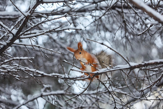 В конце месяца будет много снегопадов  | Источник: Александр Ощепков / NGS.RU